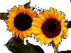 sunflower2.gif (6KB)