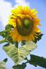 sunflowr.jpg (47KB)