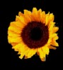 sunflo.gif (10KB)