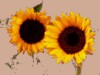 sunflower1.gif (13KB)
