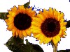 sunflower2.gif (6KB)