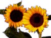 sunflower3.gif (17KB)