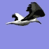 bird.gif (5KB)