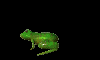 kurbaga.gif (2KB)