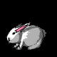 tavsan.gif (2KB)