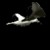 birdTran.gif (4KB)