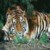tiger.jpg (7KB)