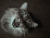 tinaeyes.gif (14KB)