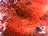 sp016.gif (2KB)